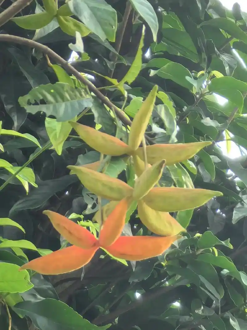 观赏植物～假苹婆据《广西中草药》记载:"假苹婆可用于跌打肿 - 抖音