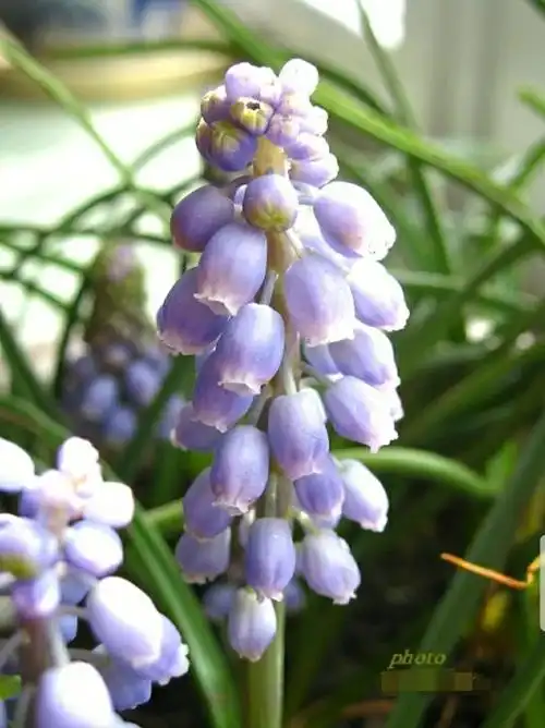 花语传说:风信子,被弃美人花!一见钟情忘不了,蓝色精灵入梦来
