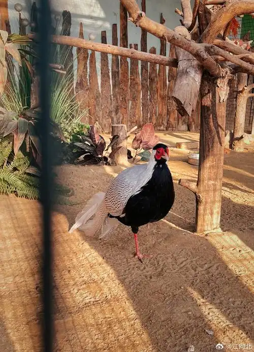 动物园里有什么!