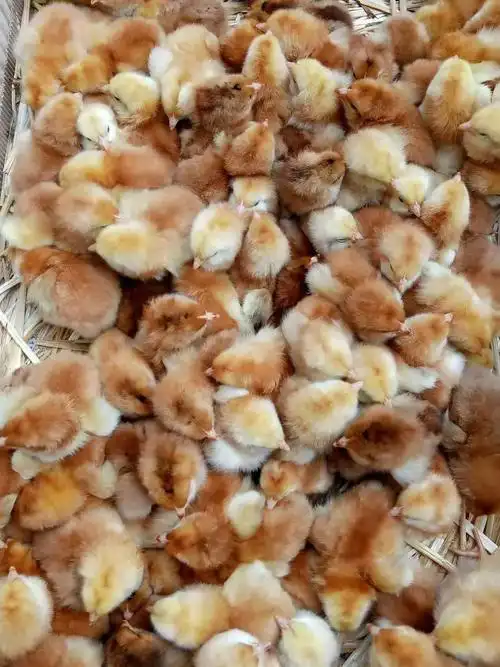 红玉鸡混合苗 红玉鸡鸡苗 农业散养家禽