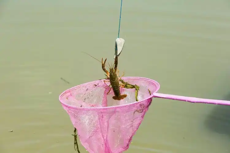 相约儿时的记忆---钓小龙虾啦!2018.06.
