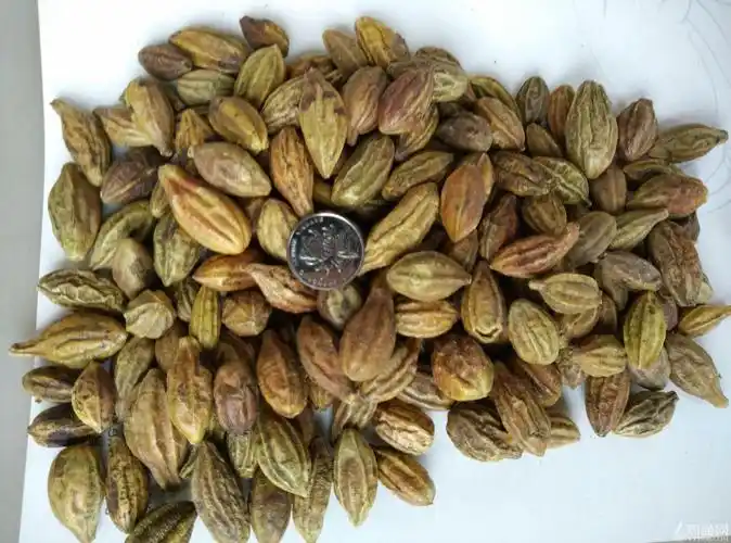 供应                    :诃子