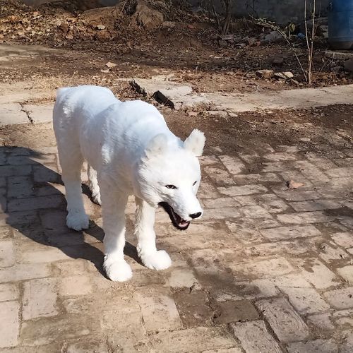 仿真狼模型皮毛动物商场酒店门市摆件雪狼影视照相道具高仿【7天内