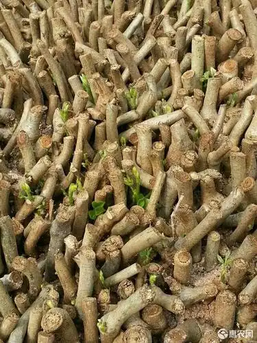 供应大厅  种子种苗  葛根种苗  收藏 分享 价格 ￥         1.