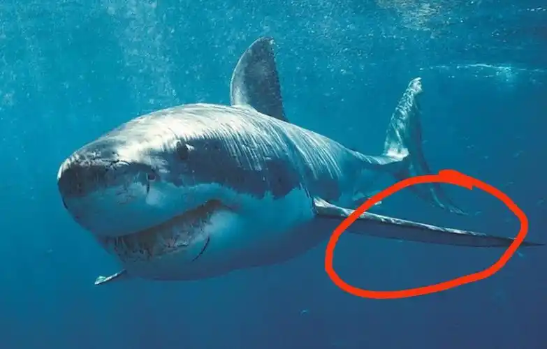 这是啥这是鲨臂