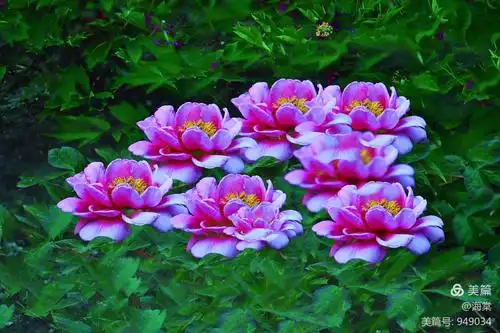 《 国色天香最美国花牡丹,郁金香的花季》