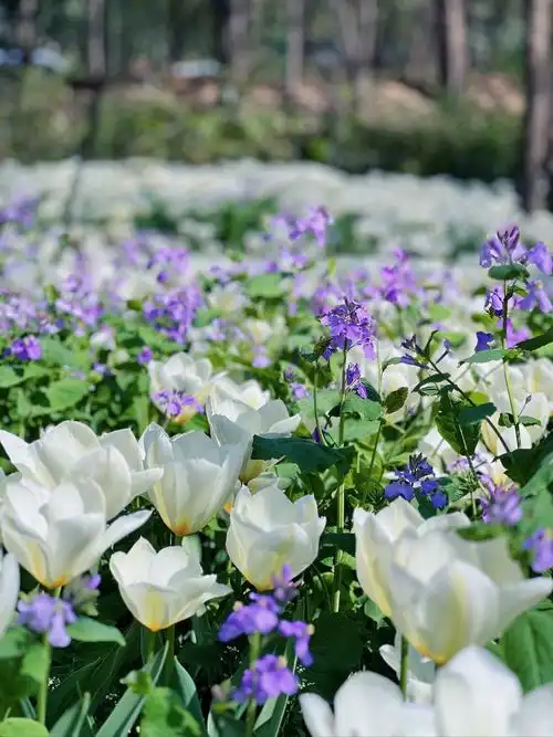 青岛!胶州植物园 紫色花海也太好拍啦!