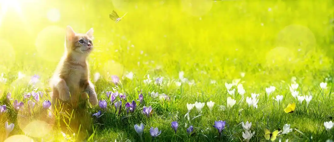 唯美的春季主题景色高清图片