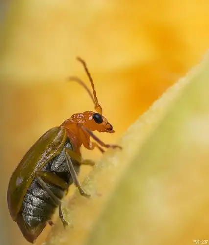 微距眼皮下的微小世界