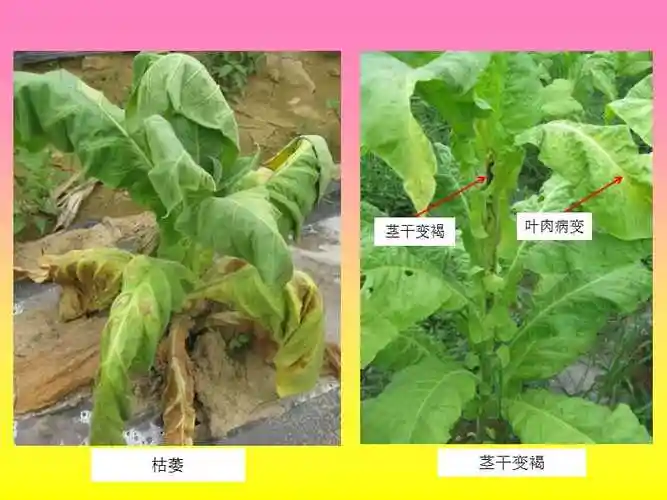 《烟草青枯病》ppt课件.ppt