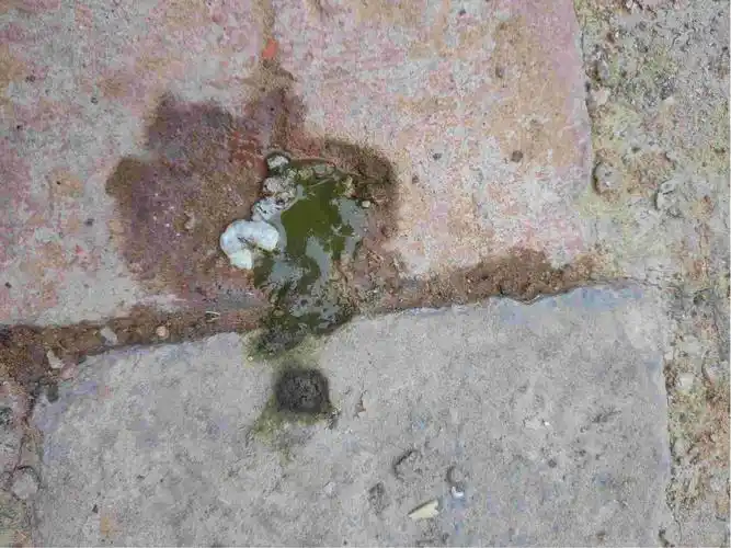 您好,小鸭子偶尔拉绿色稀状粪便,大多时候拉灰色糊状或条状,无色透明