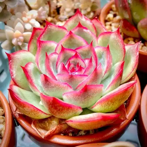 变红了,叶心出钻石纹了96今年比去年状态更上一层楼#多肉控  #侧影