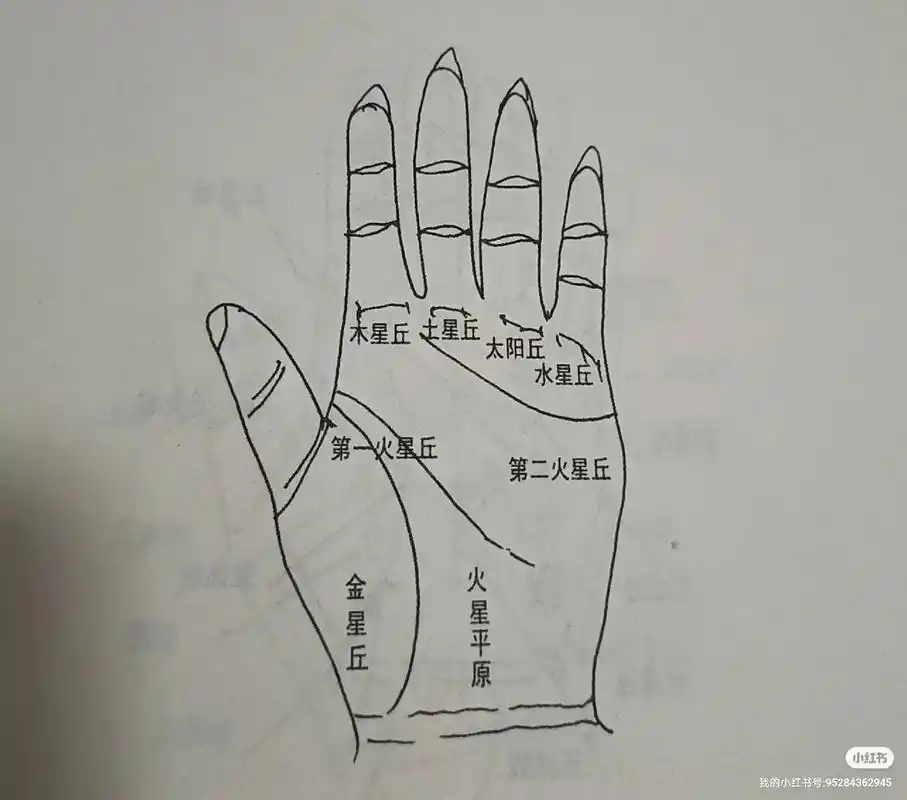 手掌名称部分示意图 1.金星丘代表身体的 - 抖音