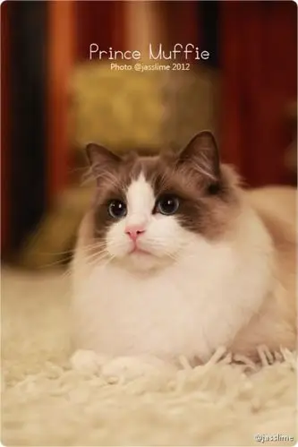 布偶猫muffie.