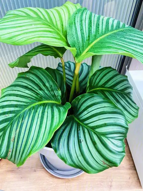 超便宜的青苹果竹芋