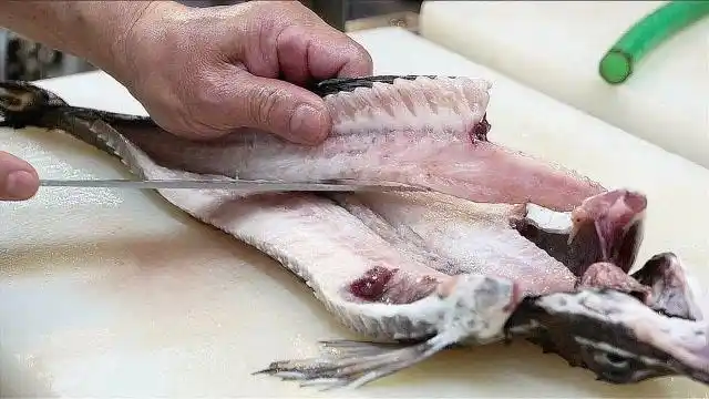 罕见极品八角鱼,日本人把它的肉从身上割下就生吃,鲜美