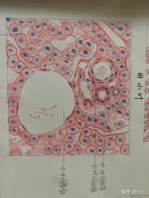 组胚实验红蓝铅笔手绘图 - 知乎