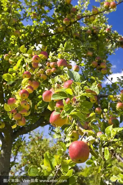 苹果树,漂亮的熟苹果