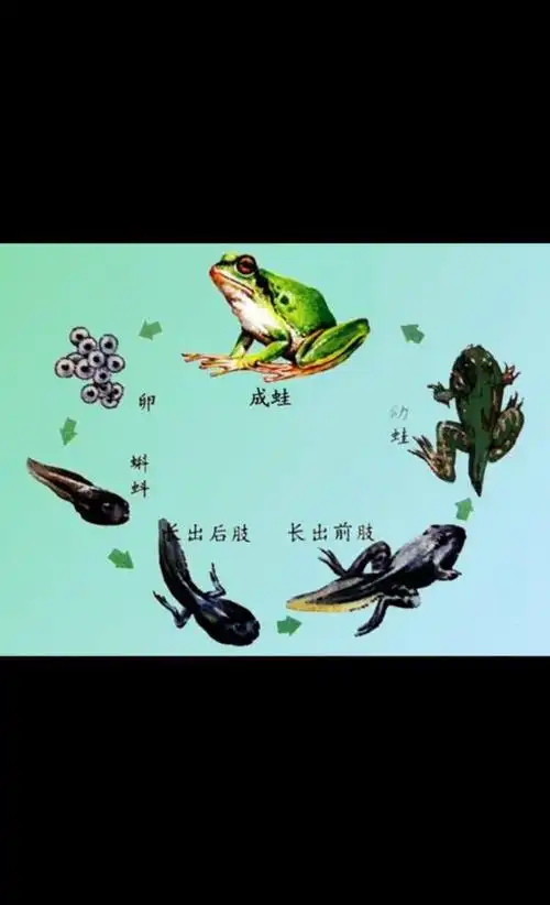 其它 小蝌蚪成长记(副本) 写美篇小青蛙开始学习蹦了,有的时候会蹦的