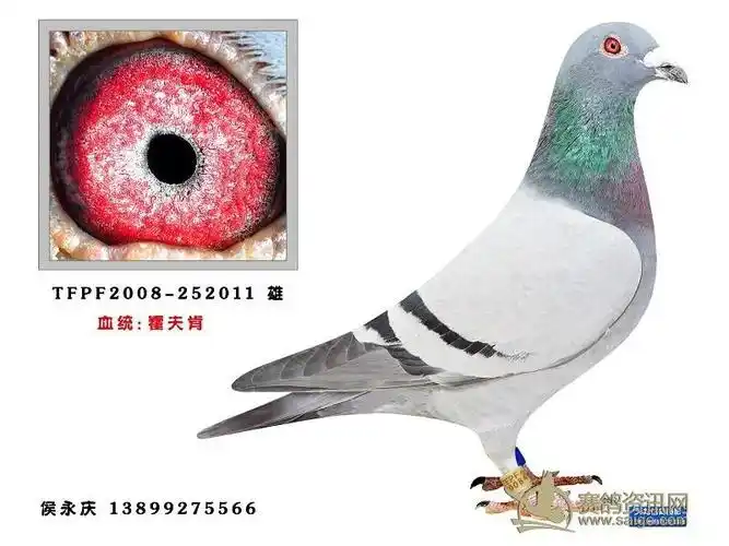 阿克苏大本营霍夫肯