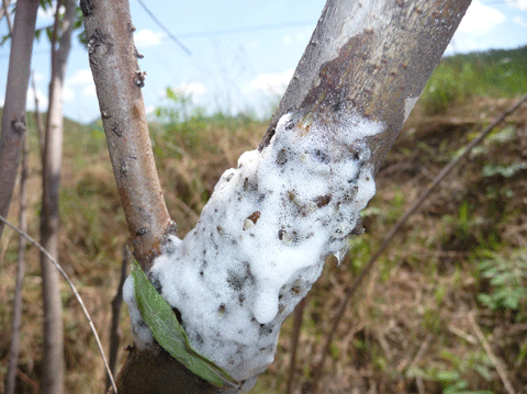 河北省赤城县通道柳树发生严重泡沫叶蝉危害