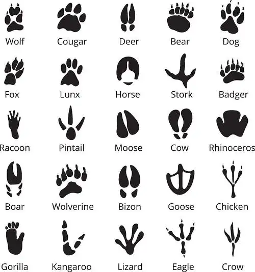 动物的脚印和爪印各不相同