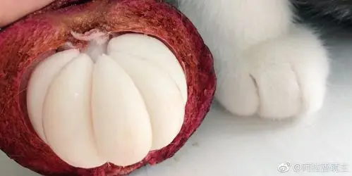 山竹本竹和长毛的山竹,每吃一个山竹,就有一只小猫咪失去