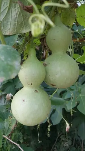 自种亚腰葫芦园