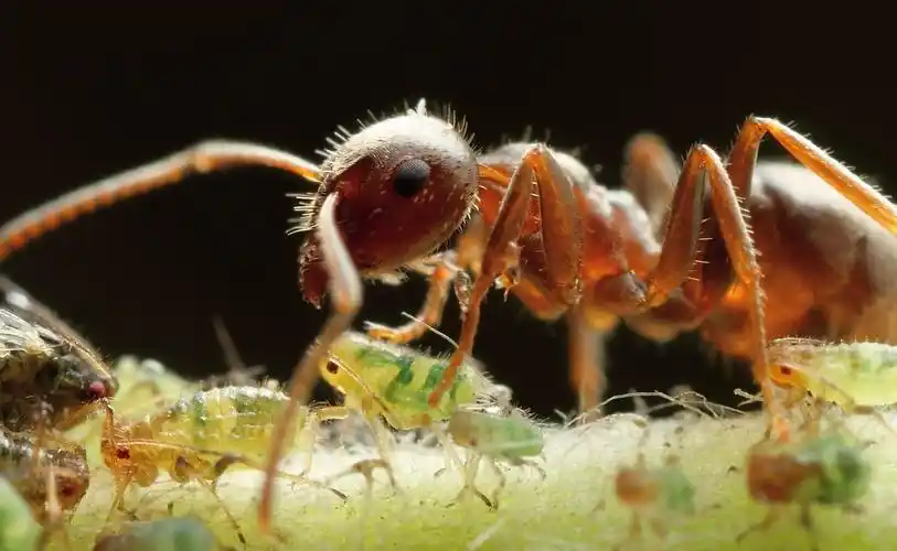 蚂蚁和蚜虫微距