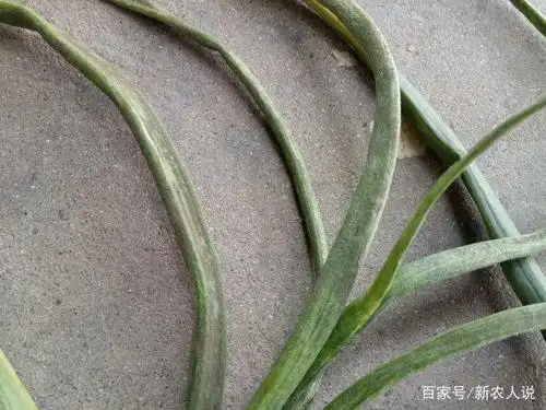 尽早做好洋葱灰霉病防治措施!洋葱灰霉病的症状及防治方法