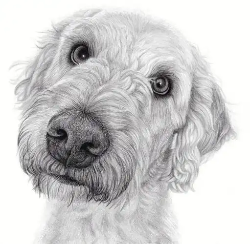 画画  #静物素描  #素描  #素描动物  #动物素描  #动物毛发素描