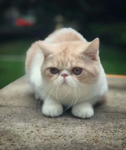 四川成都加菲猫家养活体宠物猫 乳白凯米尔色加白公猫 纯种小猫咪