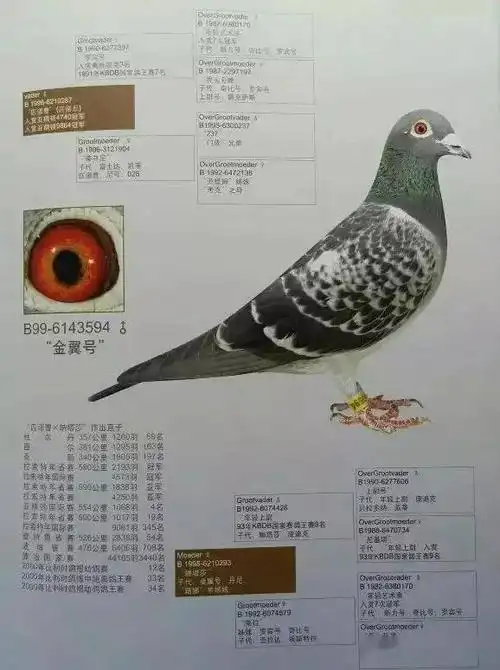 胡本经典种鸽欣赏