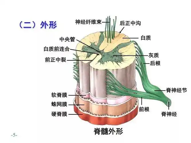 脊髓解剖