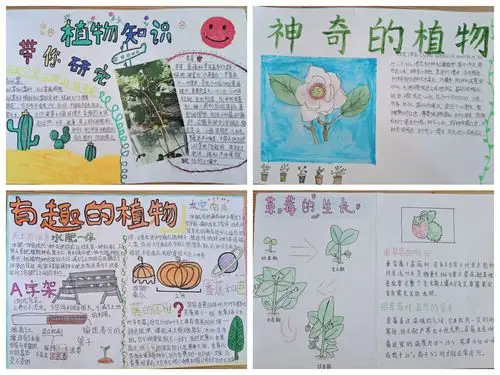 感受自然 走近植物-——新城学校举行"植物认知手抄报"成果表彰
