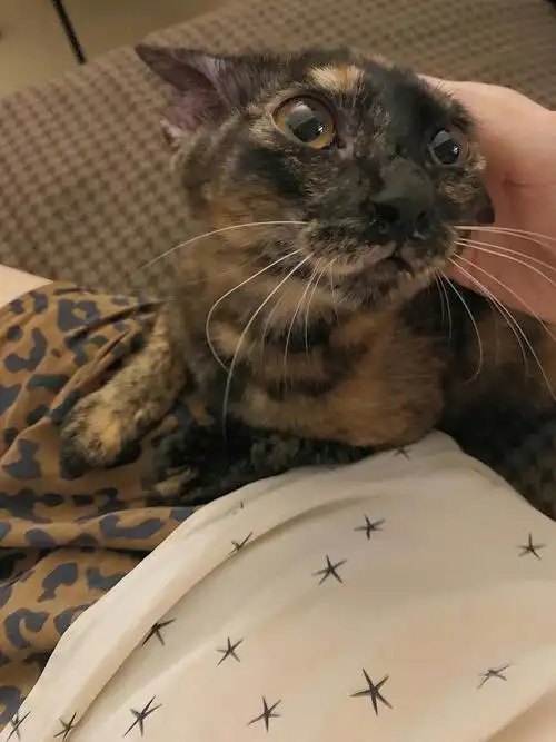 已领养深圳南山五个月玳瑁小母猫