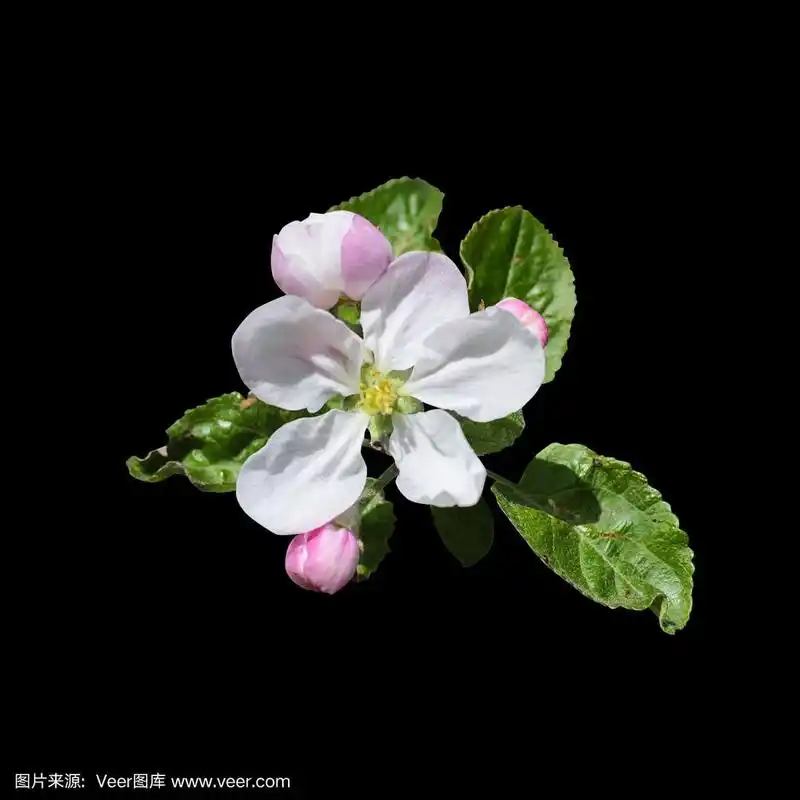 苹果花孤立在黑色背景上