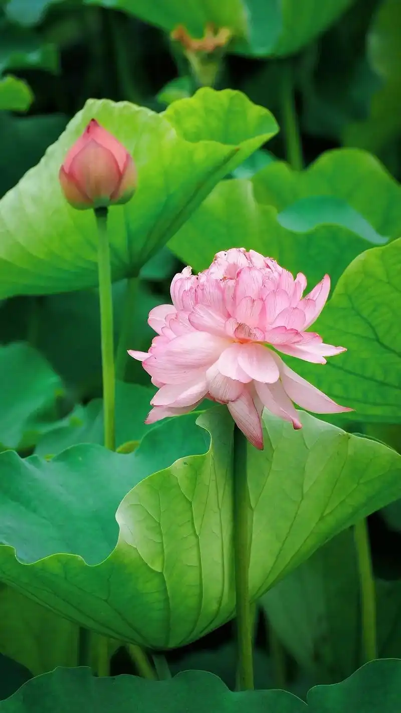 薰风散雾.帘幕清无暑.萱草径,荷花坞.幽香浮几席,秀色侵庭庑