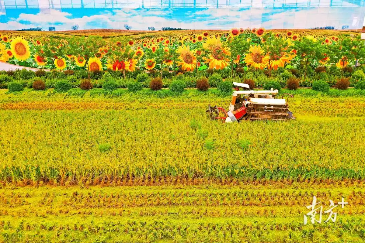 风吹稻谷香!东莞横沥391亩早稻喜迎丰收