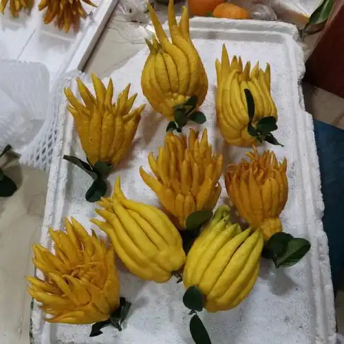 佛手果