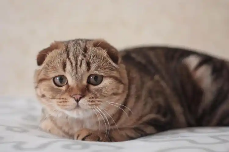 褐色背景一个趴着苏格兰折耳猫小猫