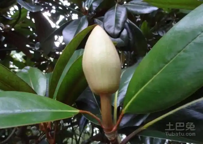 橡皮树开花吗橡皮树图片欣赏