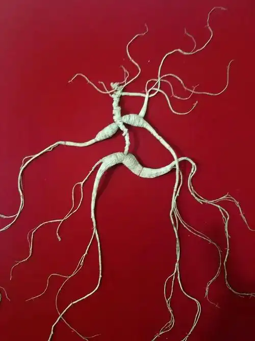 移山参,388/根,无国检证,有当地绿色种植证,如需盒子另加40元