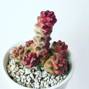 将军阁锦 翡翠阁锦 大戟科多肉植物 奇趣 防辐射仙人球小盆栽