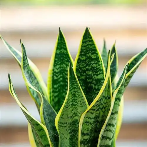 虎皮兰,是我们日常生活中特别常见的盆栽绿植.