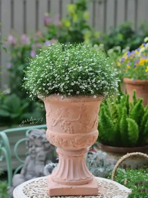 吉普赛新款美观窗台满天星花园新娘室内外盆栽阳台庭院带盆发货