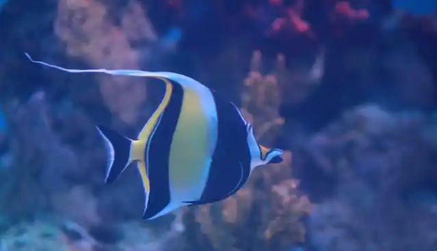 红色斑马纹小鱼两端扁平,腹部鼓胀,突出一双黑色的大眼睛,外表很像