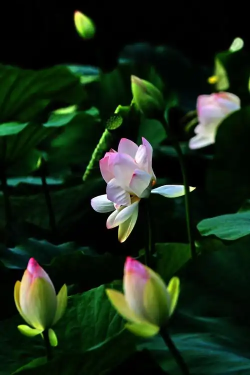 荷塘月色(陈显彪摄制)