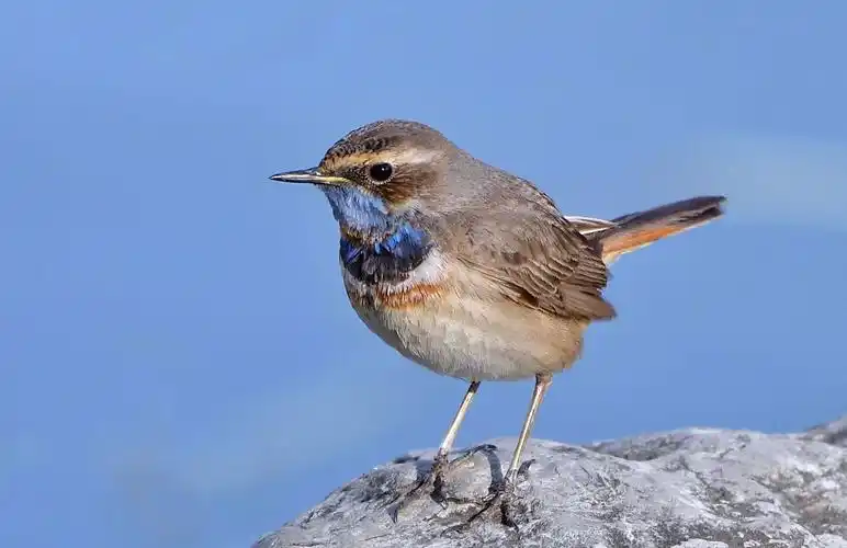 冬季拍蓝喉歌鸲