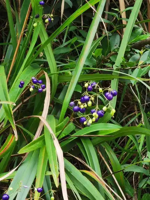山菅野生中草药材种苗种子园林绿化苗木观赏药用盆栽花卉草本植物